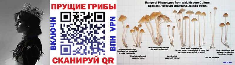 Купить  Шарыпово  Псилоцибиновые грибы ЛСД 